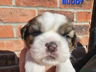 Shih Tzu dogs 💞 PURE STANDARD SHIH TZU 💕 - Advert 9