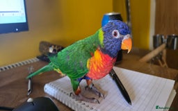Lorikeets birds for sale: Rainbow Lorikeet  - Image 4