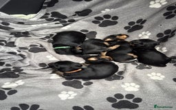 Yorkshire Terrier dogs for sale: Yorkshire terrier puppy  - Advert 17