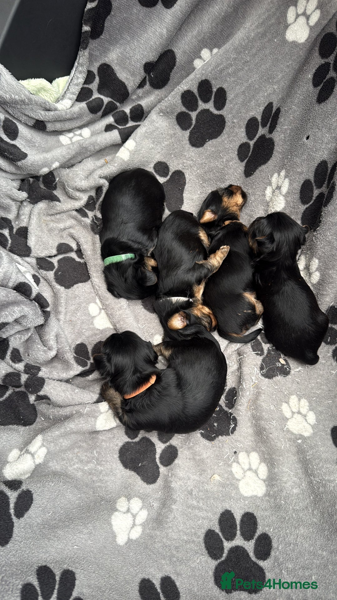 Yorkshire Terrier dogs for sale: Yorkshire terrier puppy  - Advert 17