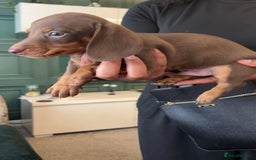 Miniature Dachshund dogs for sale: Beautiful miniature dachshund pups  - Image 17