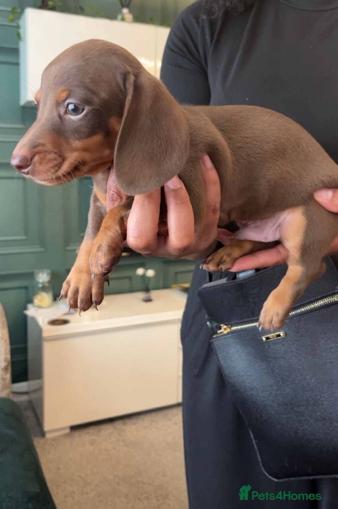 Miniature Dachshund dogs for sale: Beautiful miniature dachshund pups  - Image 17