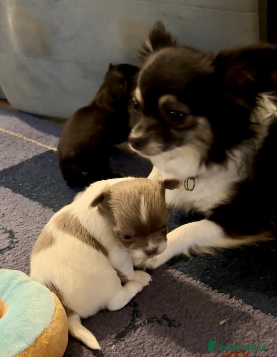 Chihuahua dogs for sale: Beautiful long haired, chihuahua puppies - Advert 12