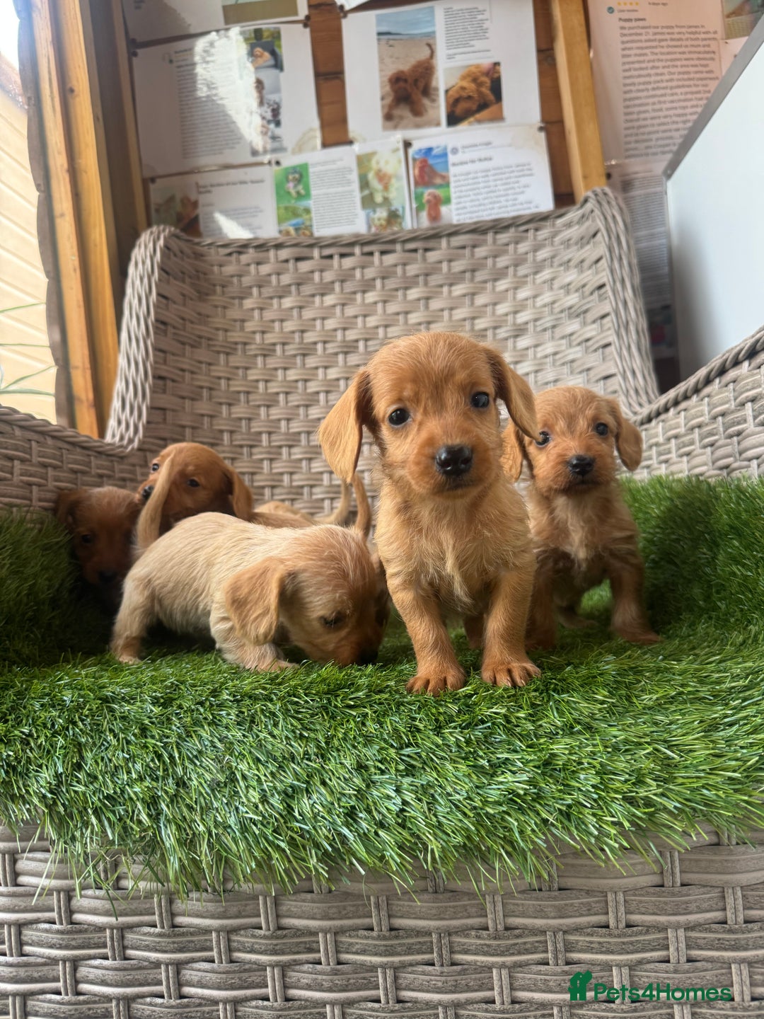 Mixed Breed dogs for sale: Stunning daxiepoos - Advert 7