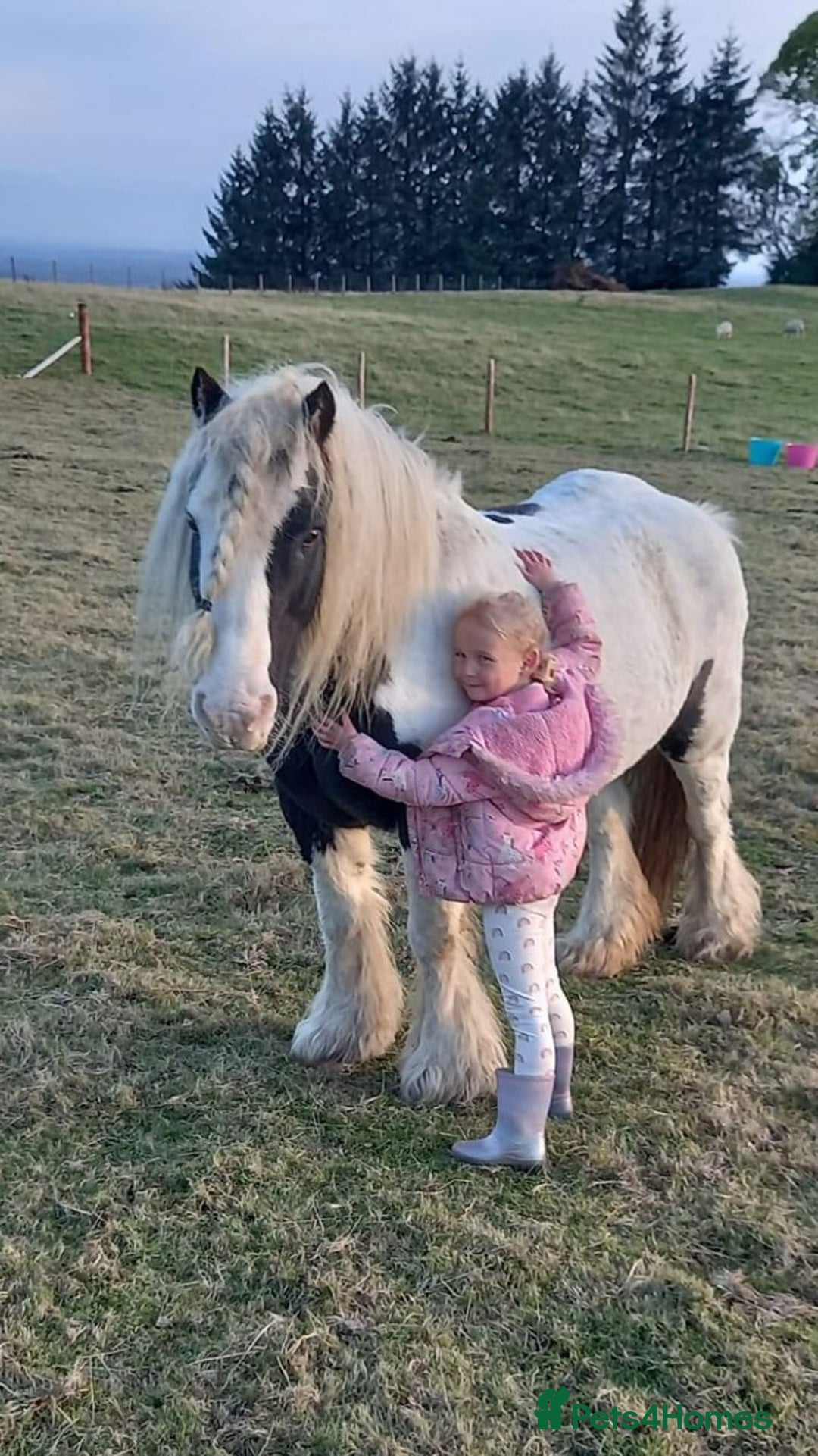 Other Breed horses for sale: 12.2hh pony needs a new rider  - Image 1