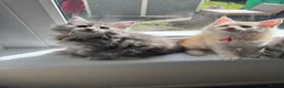 Maine Coon cats for sale: Pure mainecoon kittens DNA health tested parents.  - Advert 19