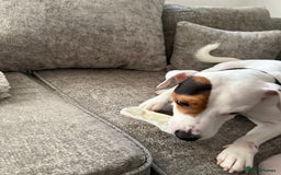 Jack Russell dogs for sale: Loving Jack Russel in a need of a home ASAP - Image 3