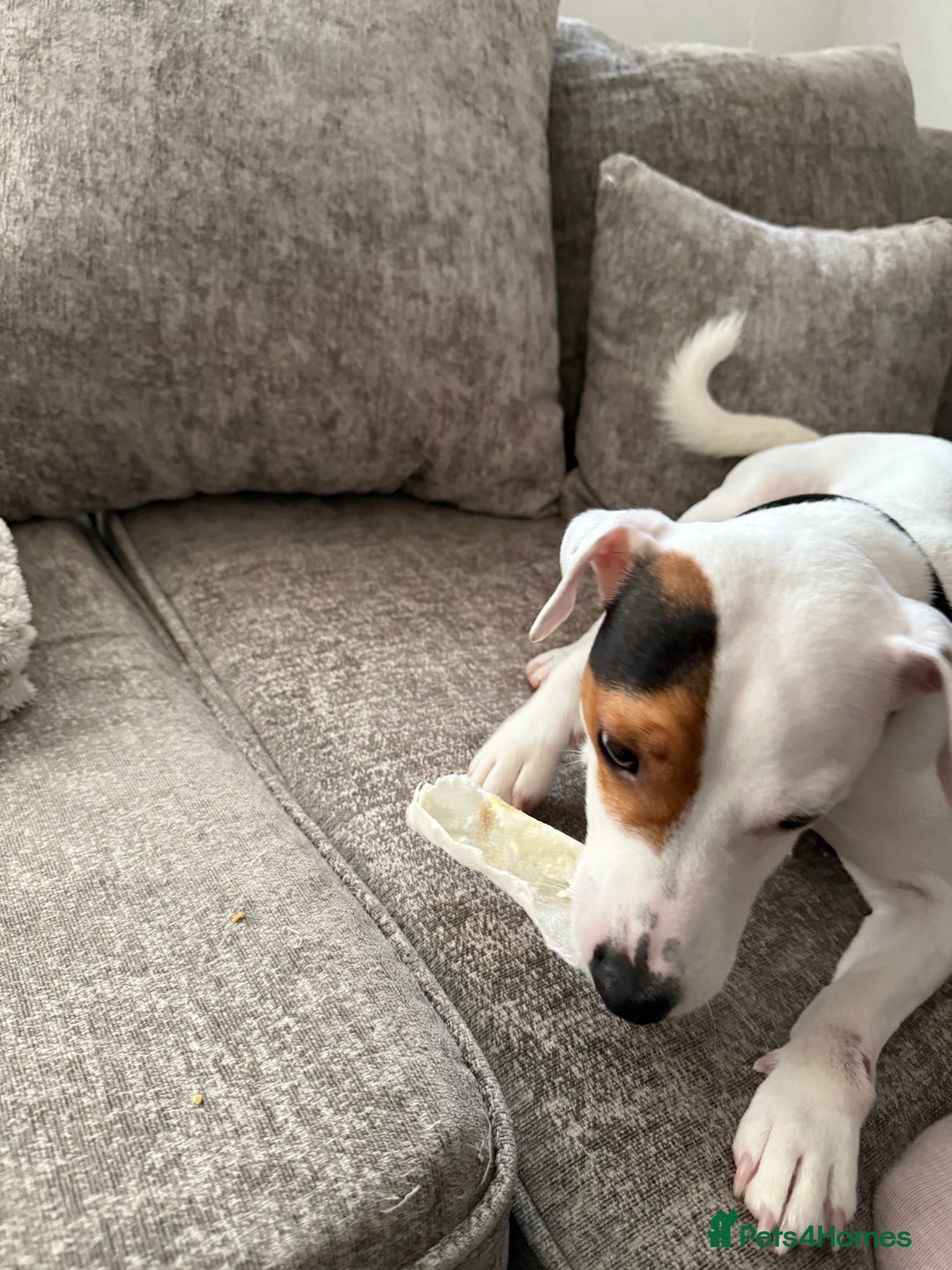 Jack Russell dogs for sale: Loving Jack Russel in a need of a home ASAP - Image 3