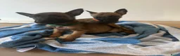 Belgian Shepherd Dog dogs for sale: Belgian Malinois Pups Ready 2nd October - Advert 4