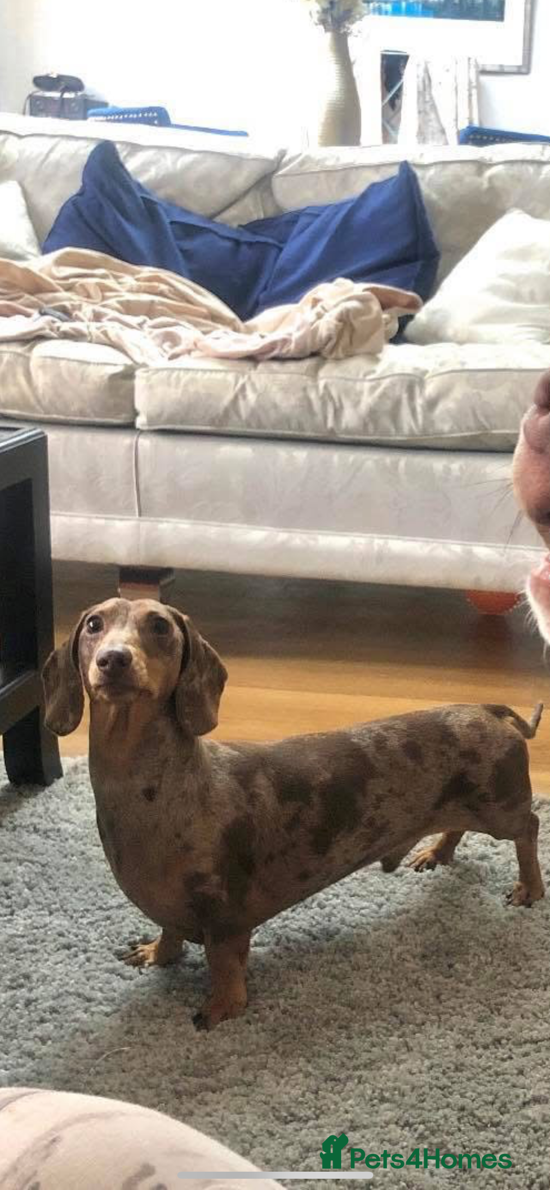 Miniature Dachshund dogs for stud: Stunning Dachounds for stud  - Advert 3