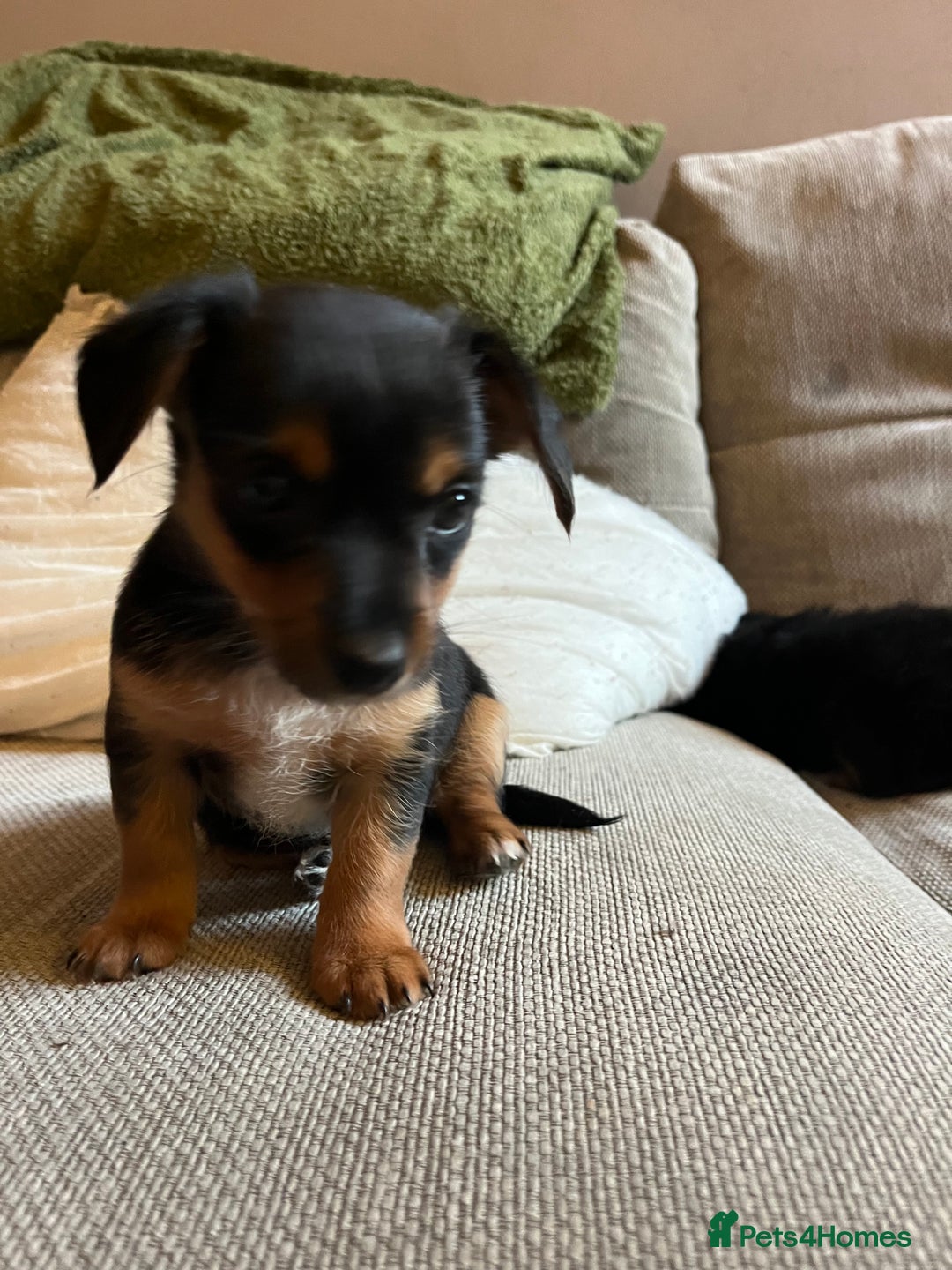 Jack Russell dogs for sale: Jack Russell puppies for sale - Advert 30