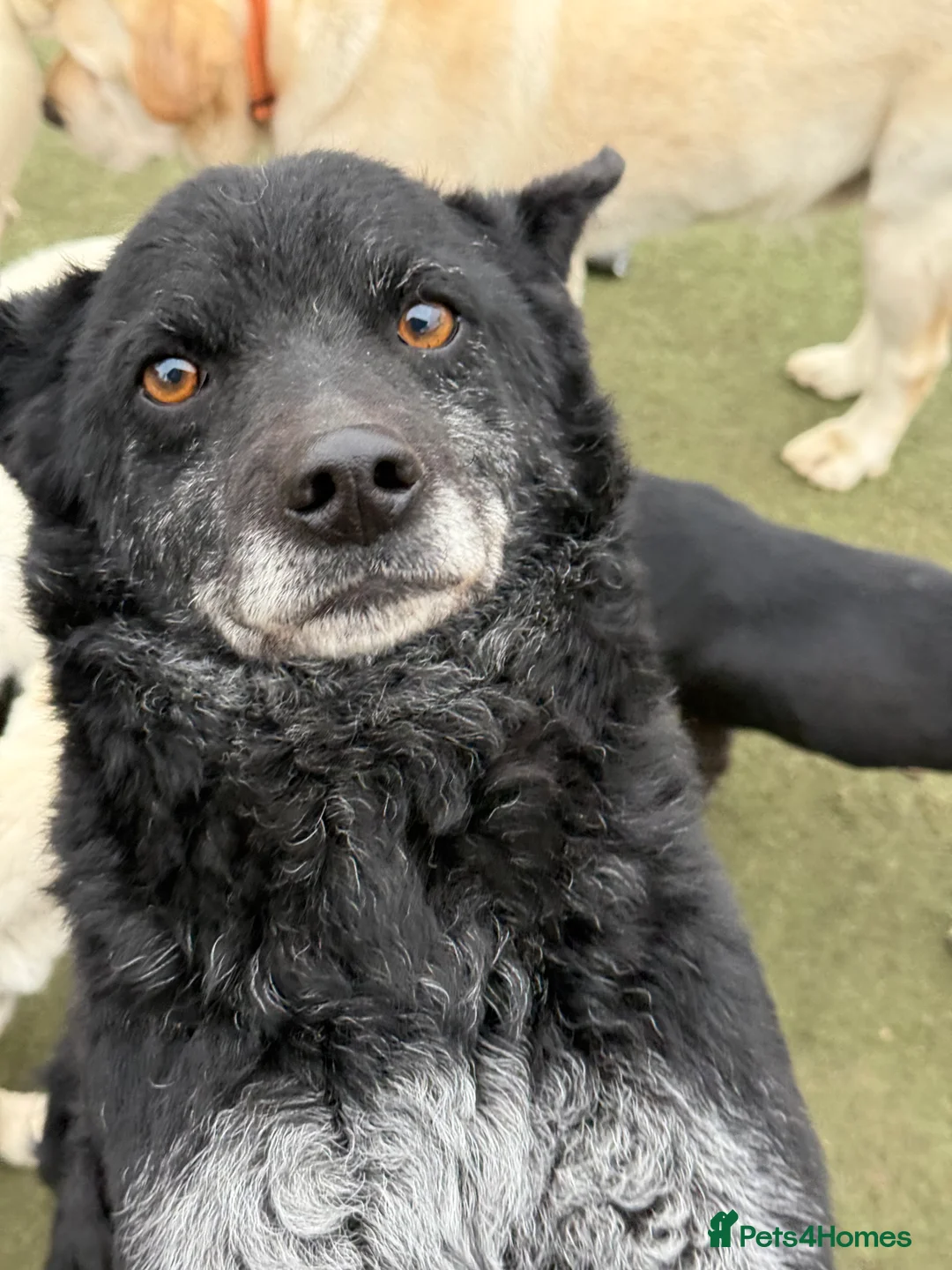 Mixed Breed dogs for adoption: Sweet Romeo Looking for LOVE - Advert 1