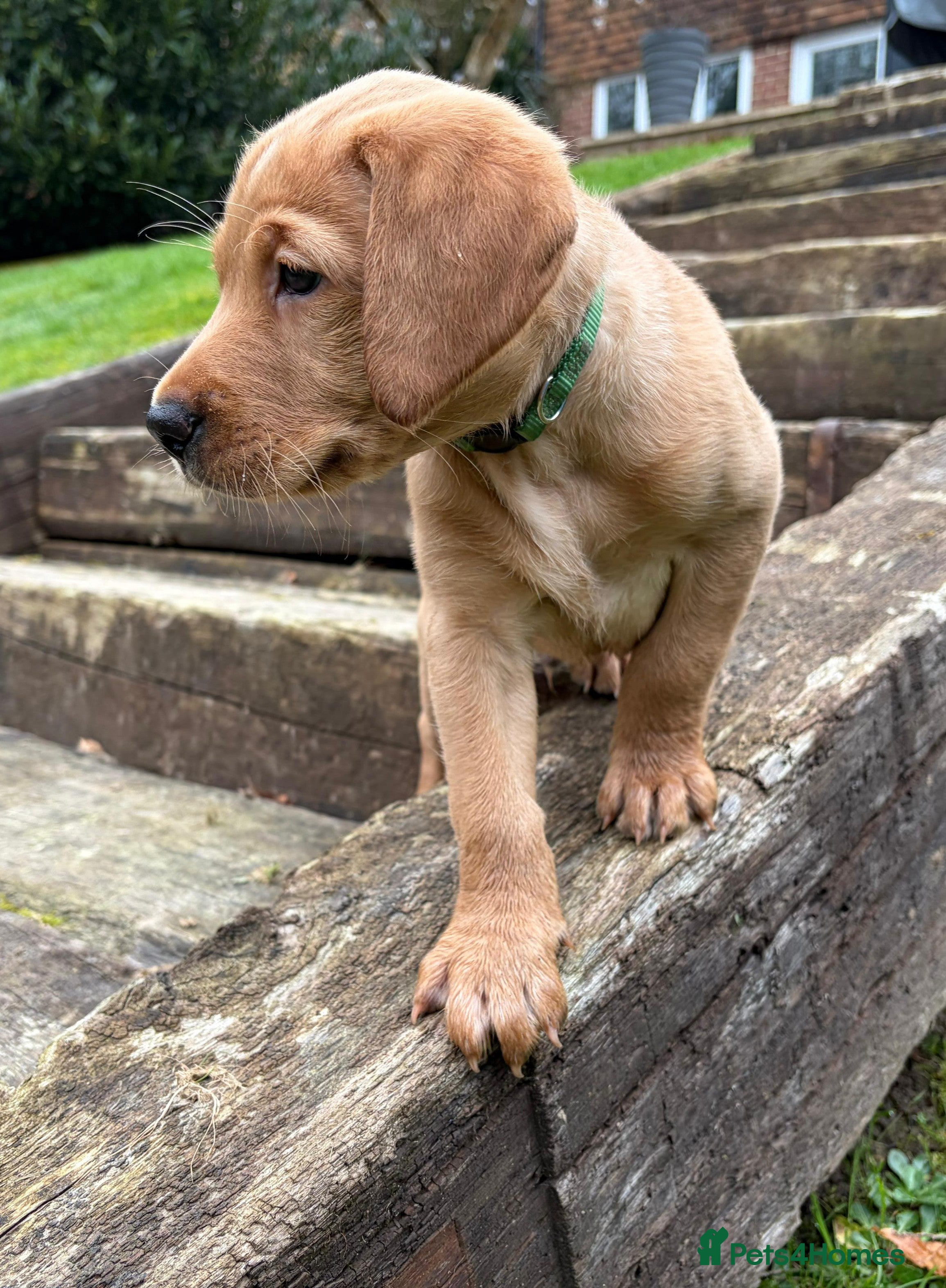 Labrador Retriever dogs KC registered male 8 week old fox red labrador - Advert 1