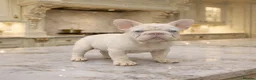 French Bulldog dogs for sale: Visual pink- Frenchie boy pup  - Advert 1