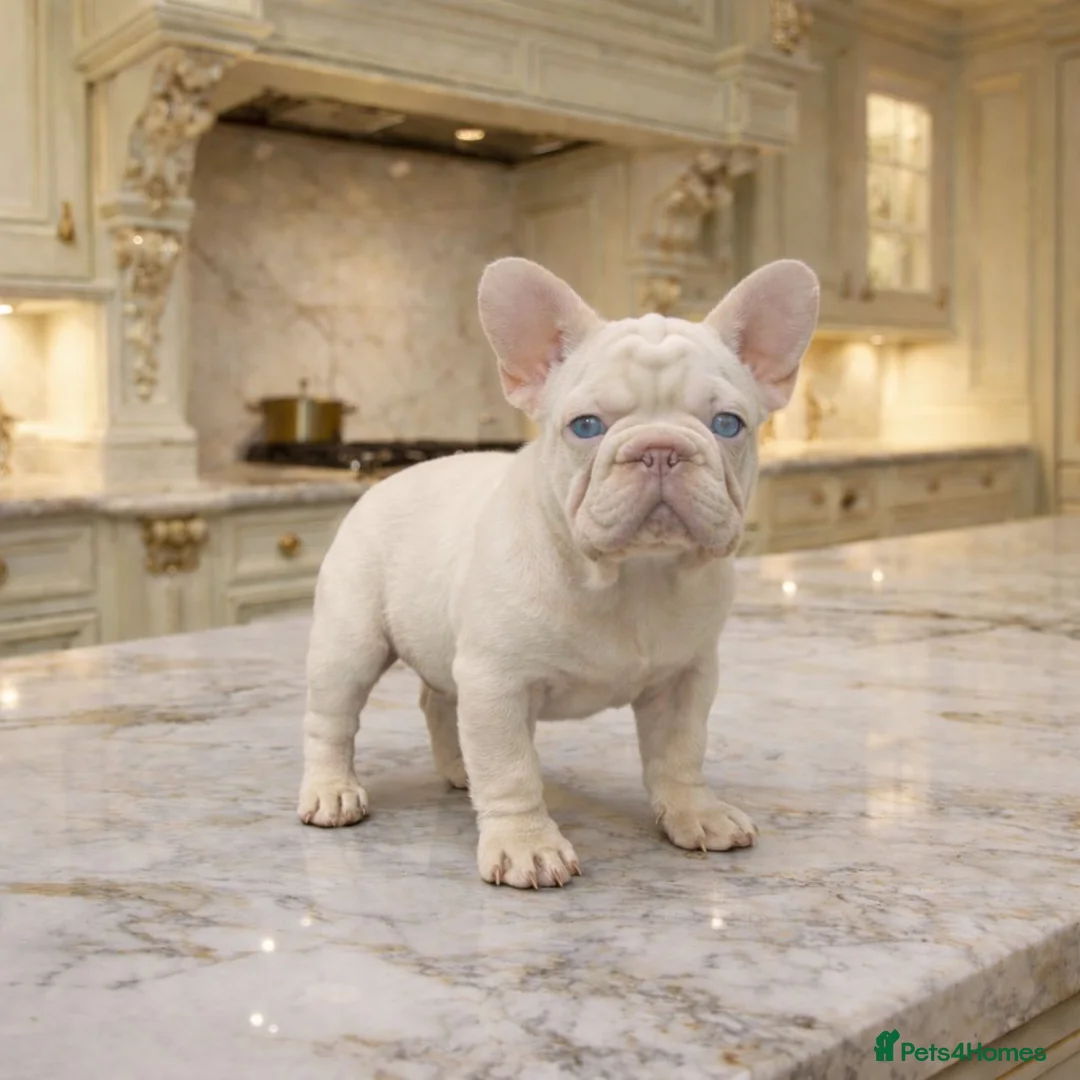 French Bulldog dogs for sale: Visual pink- Frenchie boy pup  - Advert 1