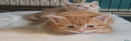 Domestic Shorthair cats for sale: 2 gorgeous ginger boys - Advert 2