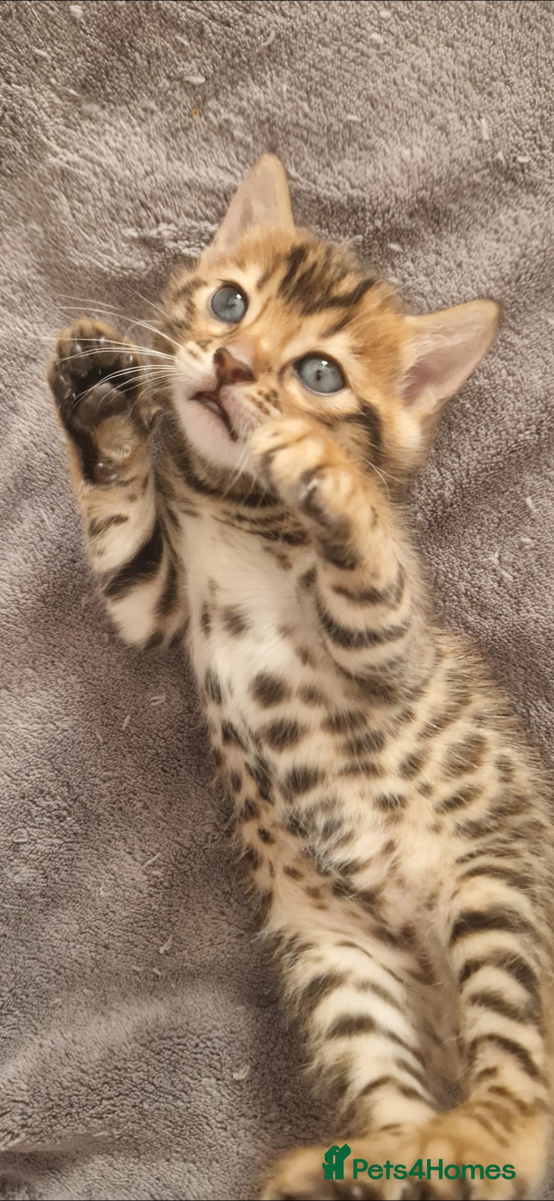 Bengal cats for sale: Georgeous bengal girl  - Advert 5