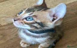 Bengal cats for sale: Update 3 Pedigree Bengals kittens for reservation  - Image 2