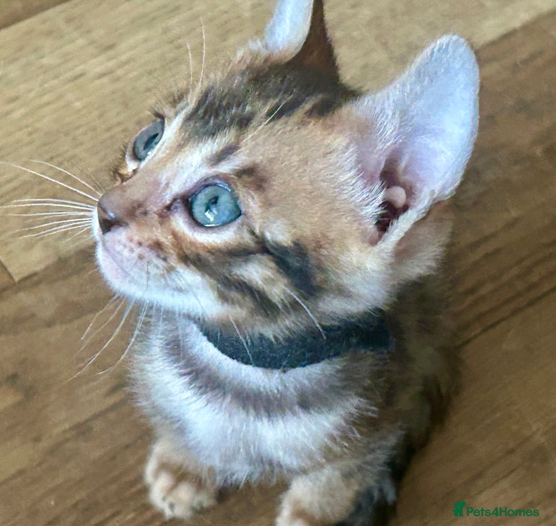 Bengal cats for sale: Update 3 Pedigree Bengals kittens for reservation  - Image 2