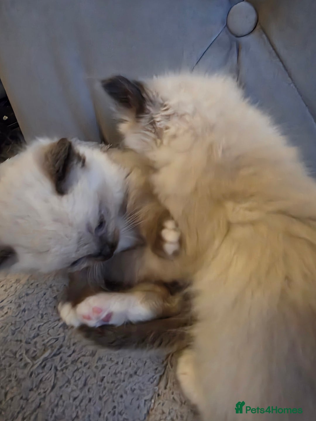 Ragdoll cats for sale: 4 pure ragdolls. 21st of Dec Reservation taken now - Advert 14