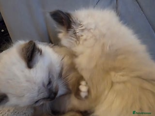 Ragdoll cats 4 pure ragdolls. 21st of Dec Reservation taken now - Advert 1