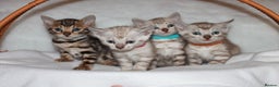 Bengal cats for sale: Pedigree TICA Bengal Kittens - Ready 07/01/26 - Advert 2