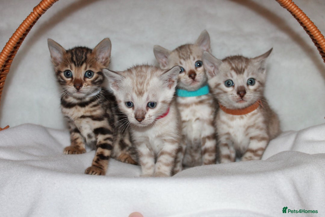 Bengal cats for sale: Pedigree TICA Bengal Kittens - Ready 07/01/26 - Advert 2