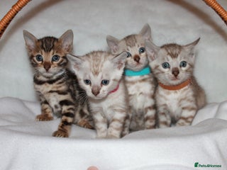 Bengal cats Pedigree TICA Bengal Kittens - Ready 07/01/26 - Advert 2
