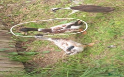 Ducks poultry for sale: Male welsh harliquin  - Image 2