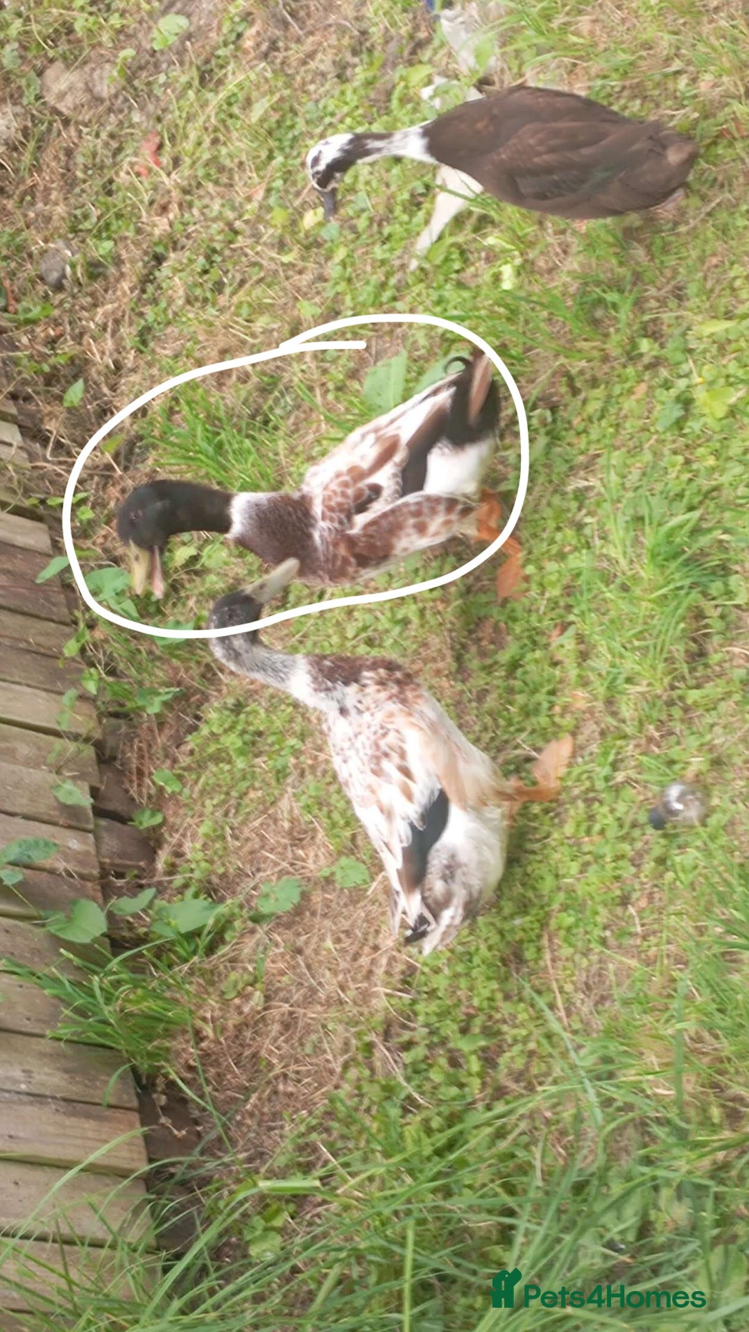 Ducks poultry for sale: Male welsh harliquin  - Image 2