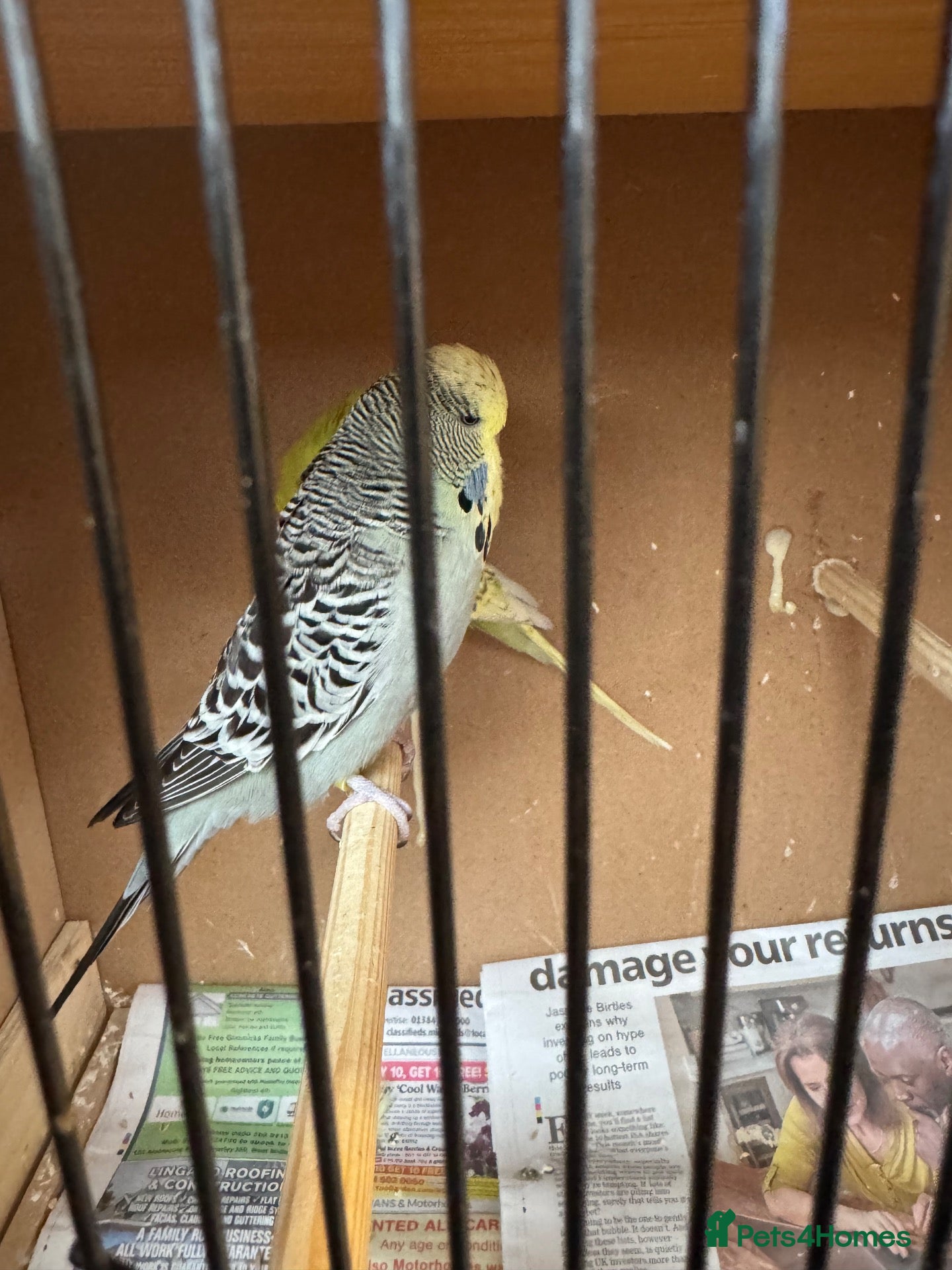 Budgerigars birds for sale: Budgies  - Advert 12