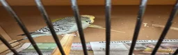Budgerigars birds for sale: Budgies  in Brierley Hill - Advert 1