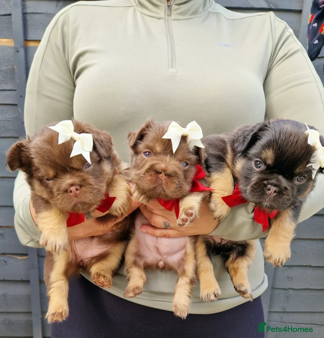 French Bulldog dogs for sale: Kc reg fluffy frenchies - Advert 1