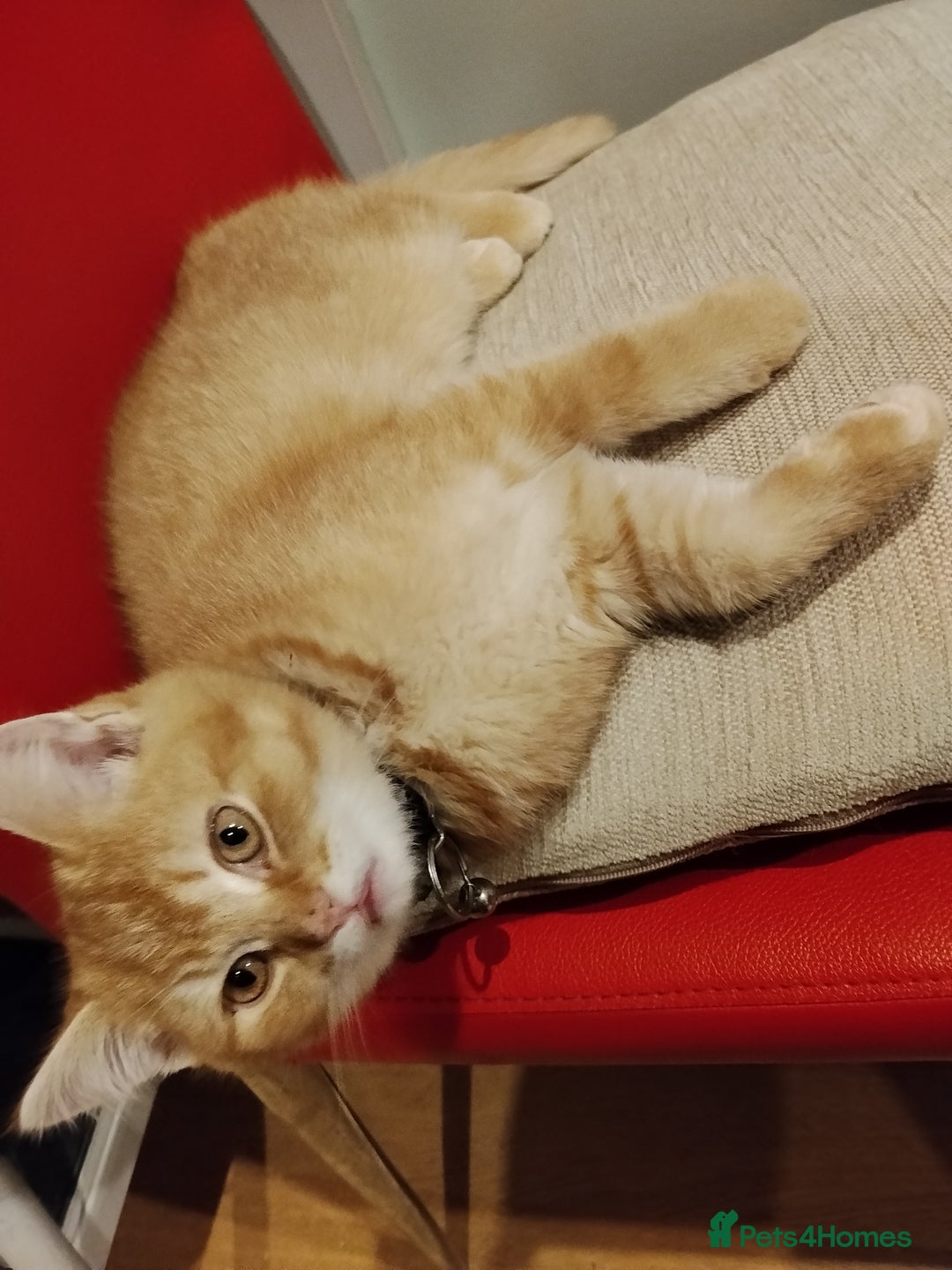 Scottish Fold cats for sale: Scottish fold/straight looking for home  - Advert 16