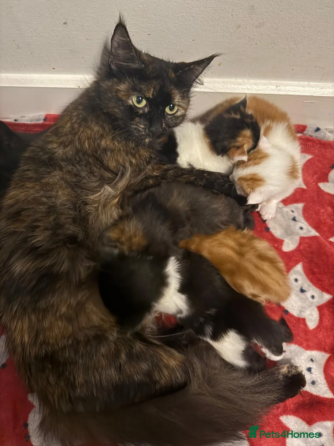 Mixed Breed cats for sale: Mixed Maine Coons - Advert 2