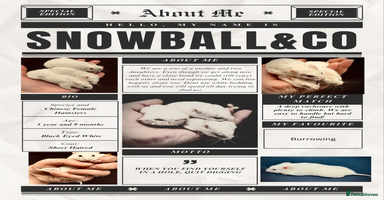 Hamster rodents - Advert 4