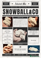 Hamster rodents - Advert 4