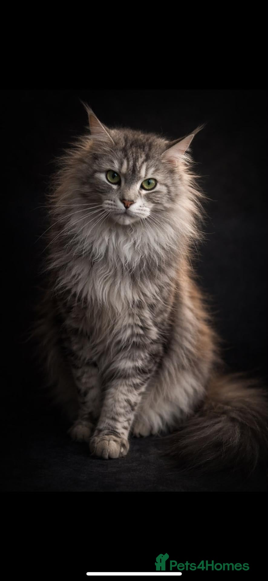 Maine Coon cats Beautiful Maine coon cross - Advert 2