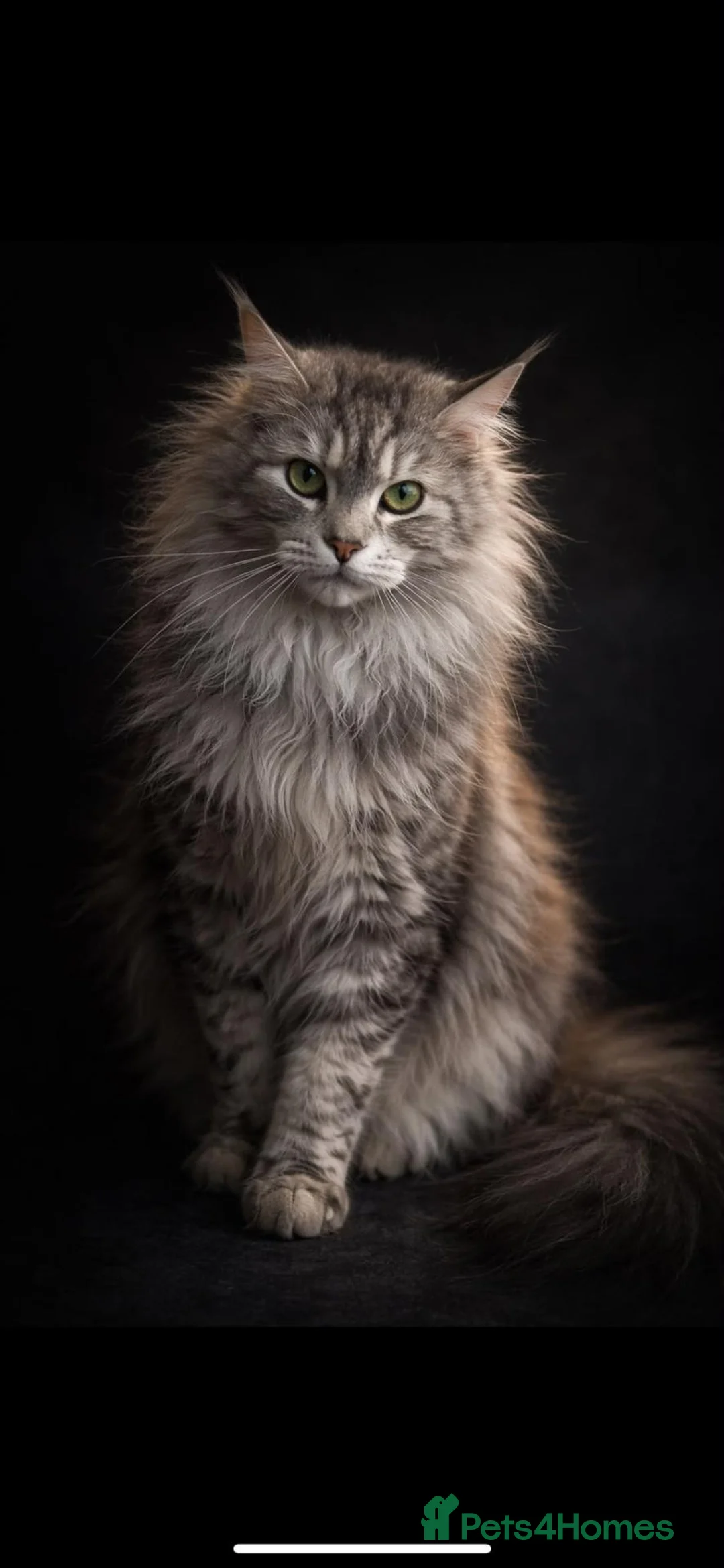 Maine Coon cats for sale: Beautiful Maine coon cross - Advert 1