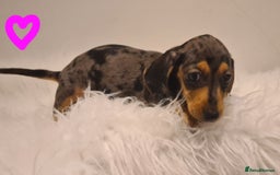 Miniature Dachshund dogs for sale: KC Daxi's health tested parents.READY - Image 24