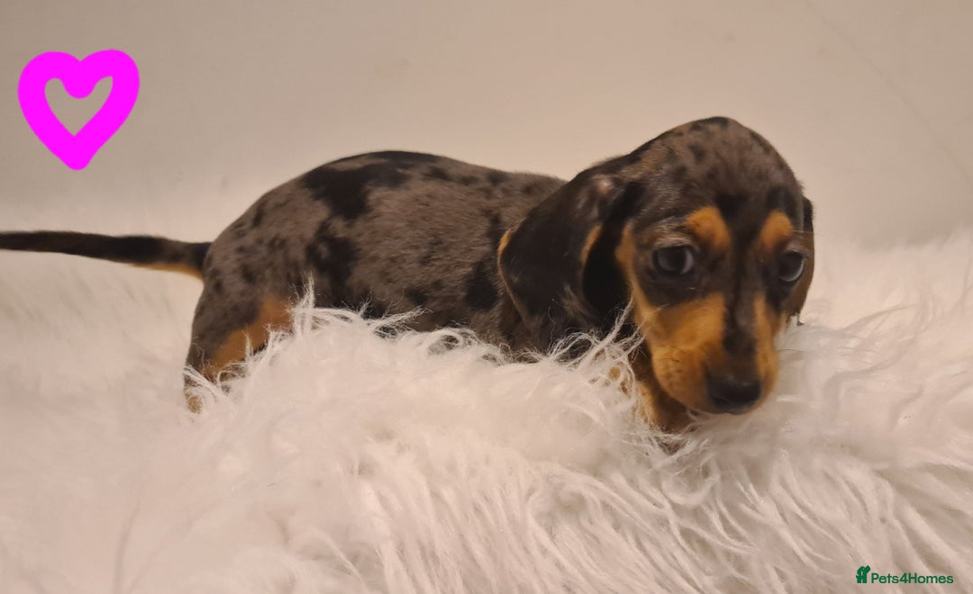 Miniature Dachshund dogs for sale: KC Daxi's health tested parents.READY - Image 24
