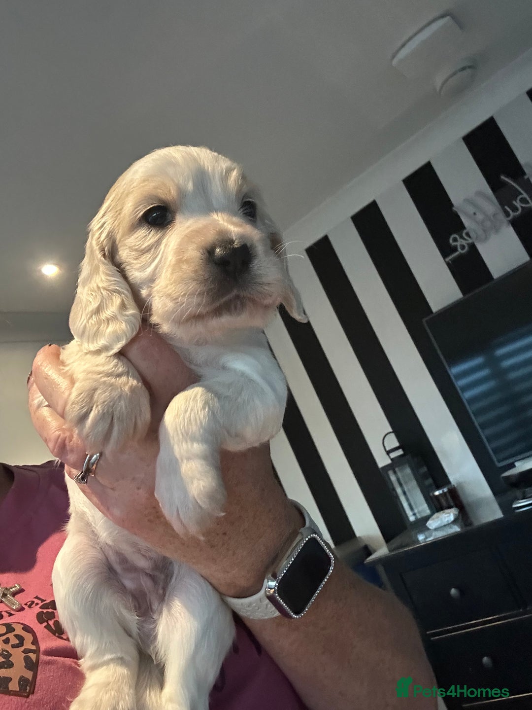 Cocker Spaniel dogs for sale: Stunning cocker spaniel puppy’s  - Image 10