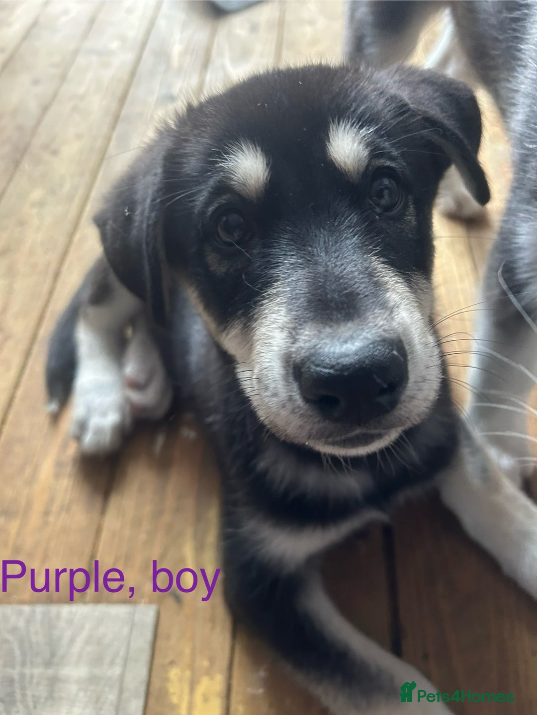 Siberian Husky dogs for sale: Lovely husky puppies, ready for new homes on 25/8 - Image 28