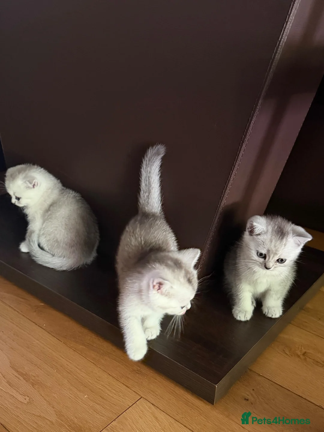 British Shorthair cats for sale: British Shorthair Silver Shaded - Advert 2