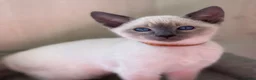Siamese cats for sale: GCCF Registered Traditional Siamese Kittens  - Advert 23