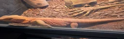Bearded Dragon reptiles for sale: Male bearded Dragon - Advert 2