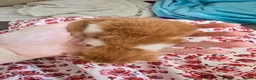 Domestic Shorthair cats for sale: 5 beautiful kittens - Advert 25