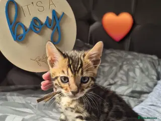 Bengal cats Last boy pure bengal kitten Ready to leave - Advert 9