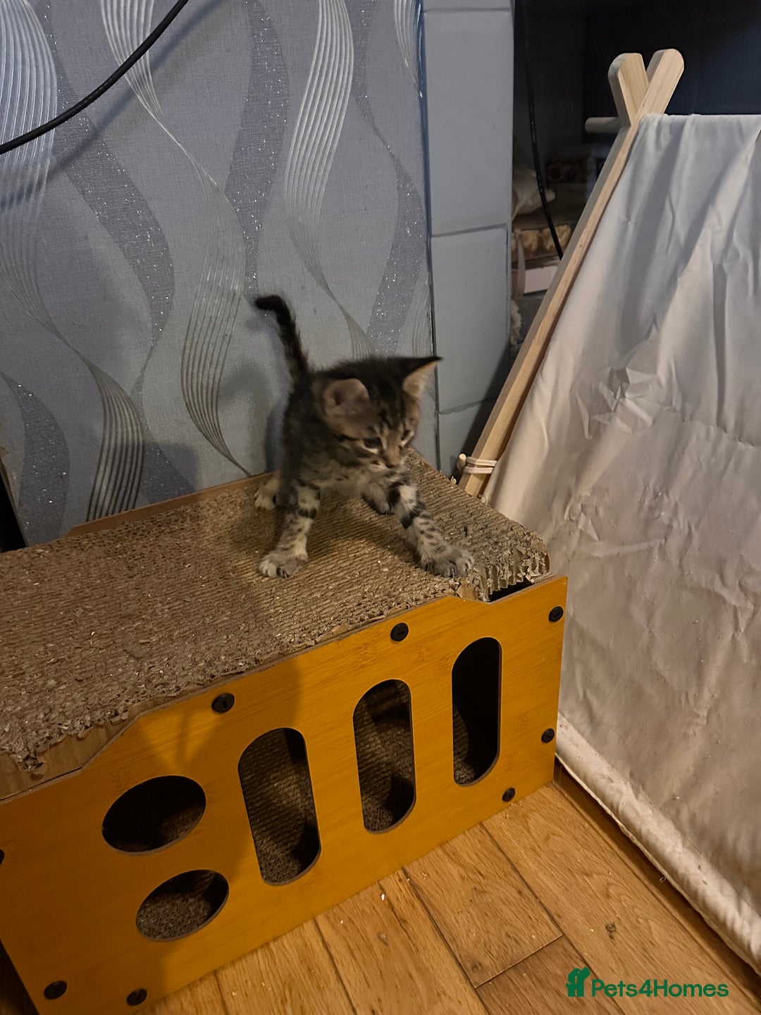 Savannah cats for sale: F4 Savannah kittens  - Advert 23