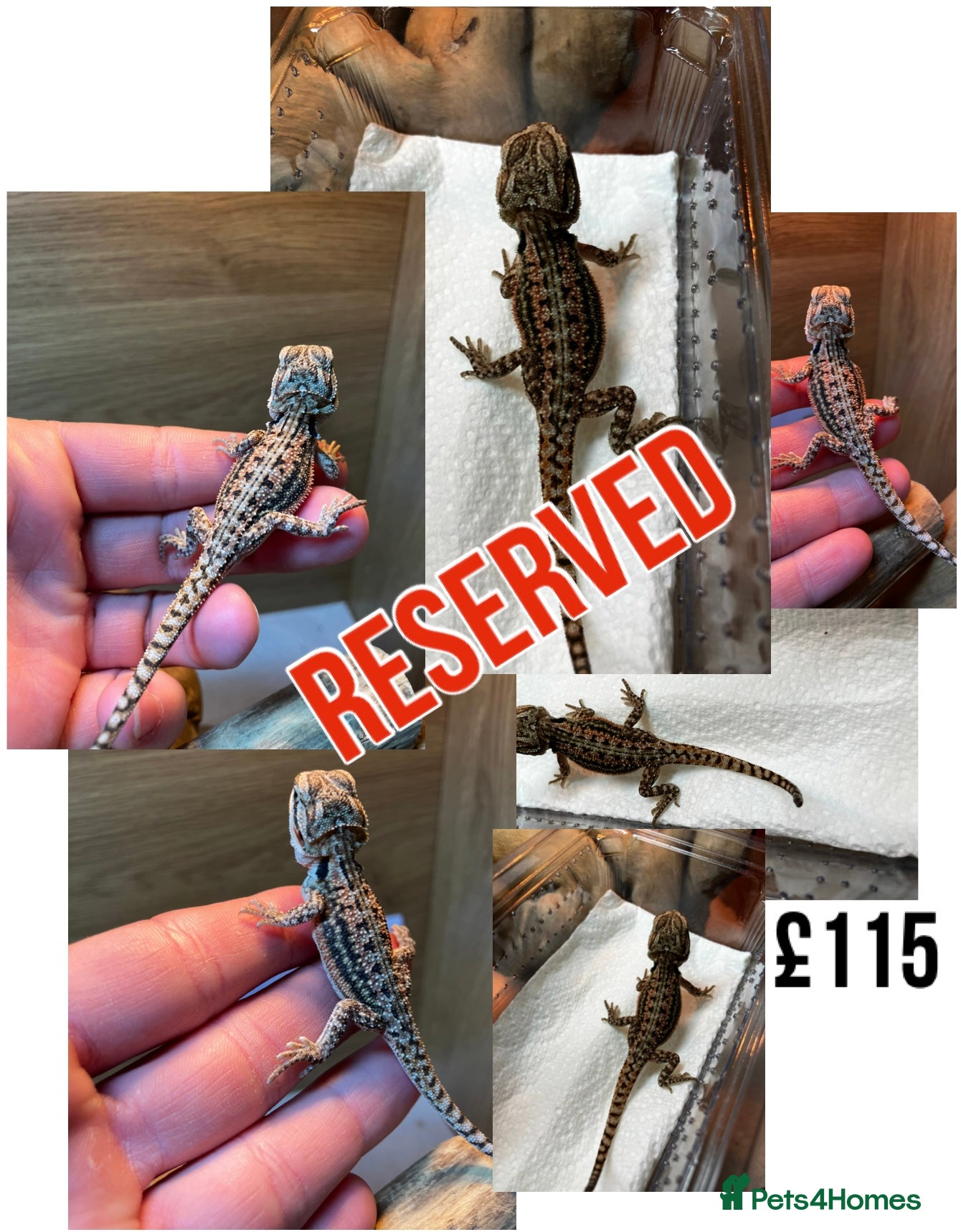 Bearded Dragon reptiles for sale: Baby Bearded Dragons For Sale! - Advert 26